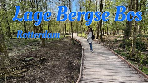 Lage Bergse Bos Forest YouTube