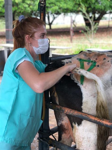 Curso Inseminação Artificial de Bovinos ATP Veterinária