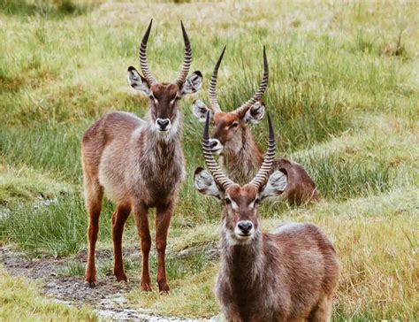 9 Astounding Antelope Facts About These Fleet-Footed Animals