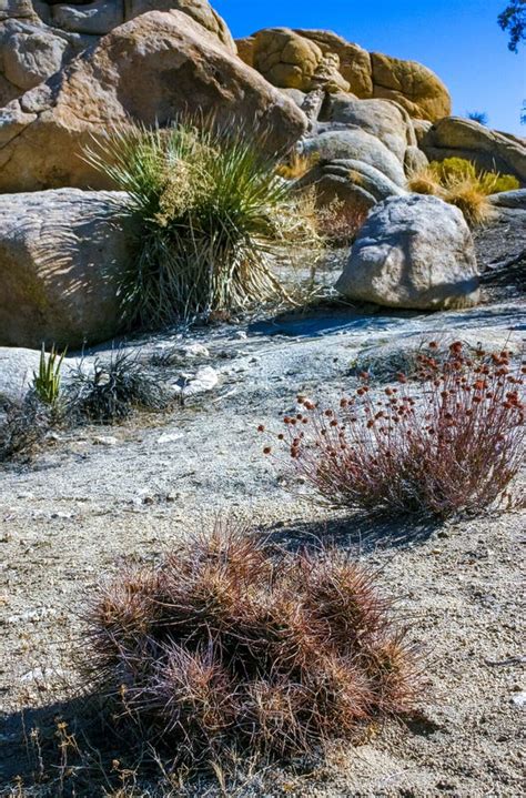 Strawberry Hedgehog Cactus Echinocereus Engelmannii A Group Of