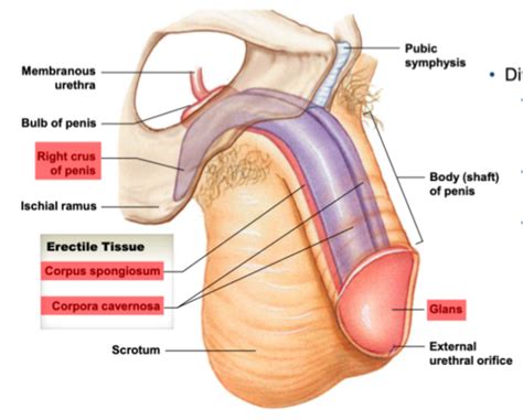 Anatomy Of Penis Pelvic Structures Flashcards Quizlet