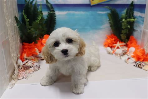 Cavapoo Puppies For Sale Las Vegas Nv 279336 Petzlover