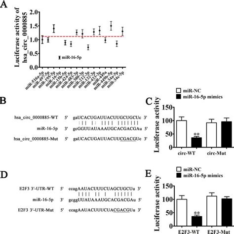 Mir P And E F Are The Downstream Targets Of Hsa Circ A