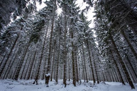 Free Images Landscape Tree Nature Branch Snow White Frost