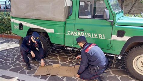 Posizionava Trappole Nel Parco Della Sila Denunciato Bracconiere