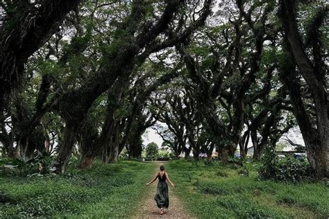 De Djawatan Fangorn Forest Ala Banyuwangi TIMES Indonesia