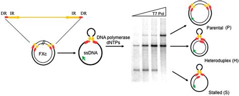 Experimental Assay For The Detection Of Replication Slippage Schematic