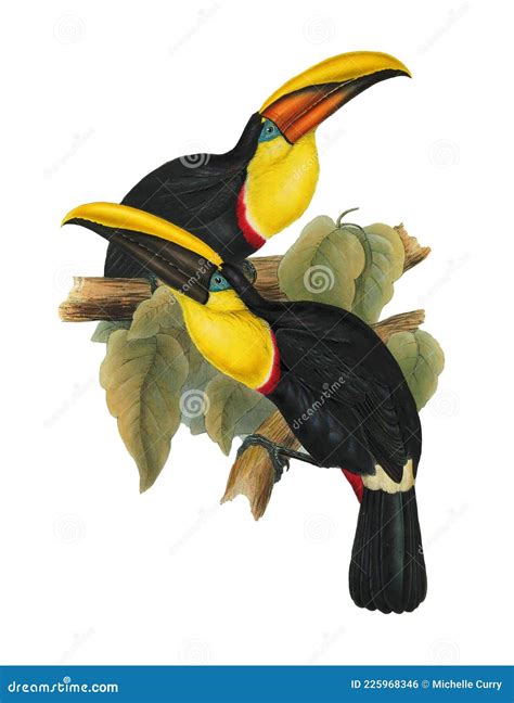 Two Colorful Toucan Bird On Tree Branch Stock Photo Illustration Of