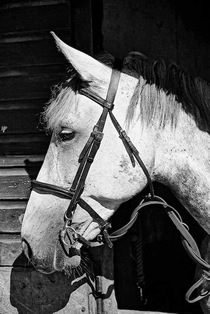 Premium Photo Man Feeding Horse