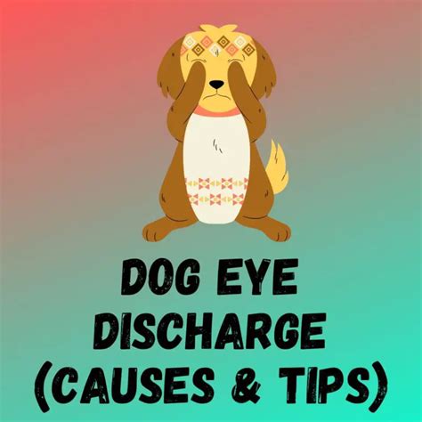 Dog Eye Discharge Treatment at James Mullens blog