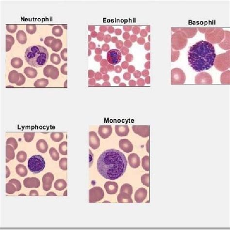 Microscopic Images Of Wbc Download Scientific Diagram