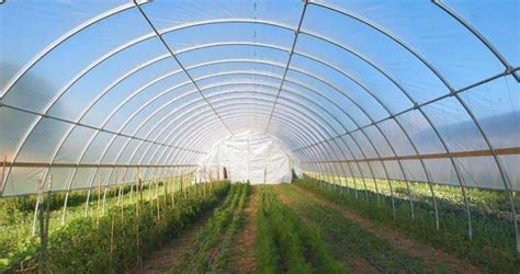 What To Know About High Tunnels For Vegetable Production In The