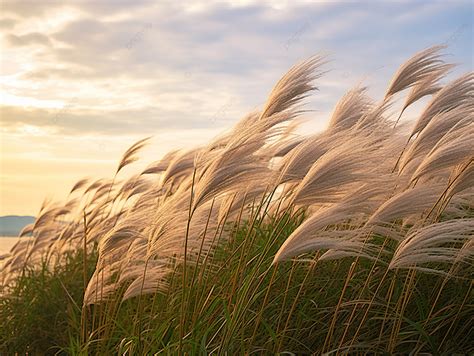 A Field Of Tall Grass Blowing In The Wind Background Autumn Background Plant Background Image