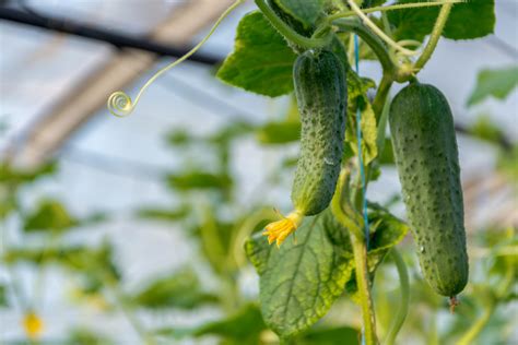 ¿cómo Crece La Planta De Pepino Huerto En Casa