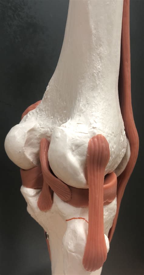 Lab Practical Knee Joints Diagram Quizlet