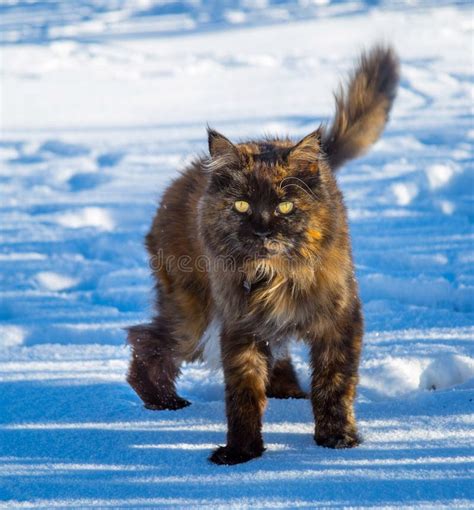 399 Maine Coon Cat Snow Stock Photos - Free & Royalty-Free Stock Photos ...