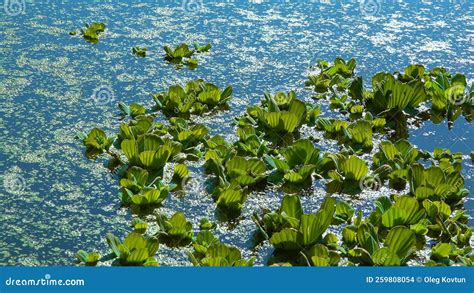 Floating Aquatic Plants Pistia Stratiotes Among Duckweed And Wolffia In