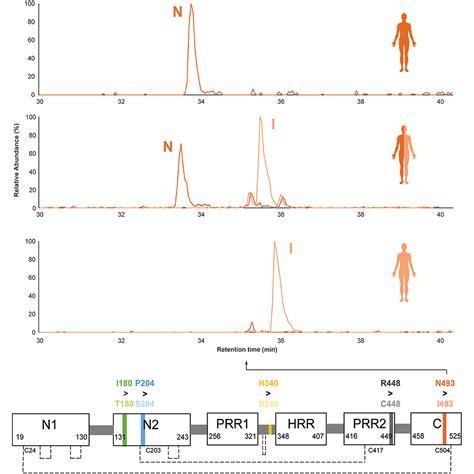 Proteogenomic Features Of The Highly Polymorphic Histidine Rich