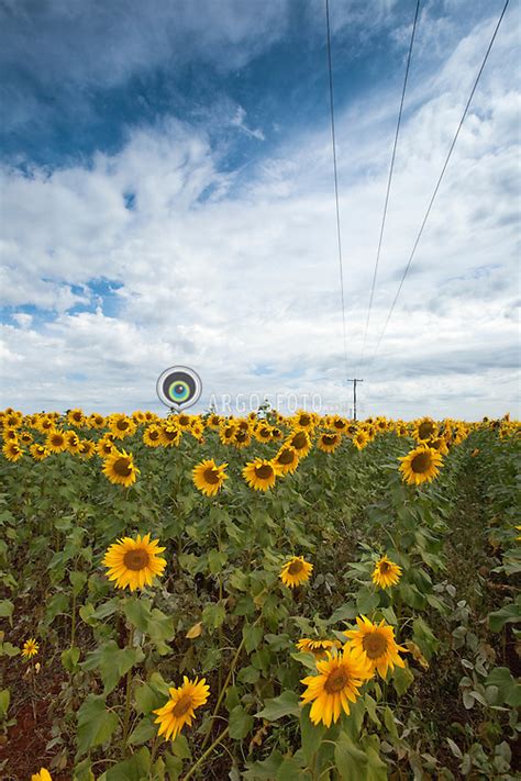 Girassol Sunflower Argosfoto