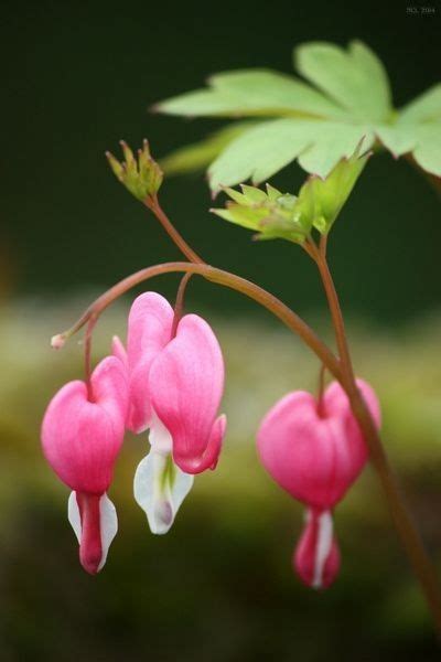 Pin Von Annemarie Stiehl Auf Blumen Tr Nendes Herz Blumen Kunst