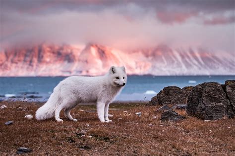 Svalbard Weather: What to Expect in the High Arctic - Life in Norway