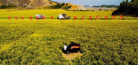 乡村全域土地综合整治与生态修复