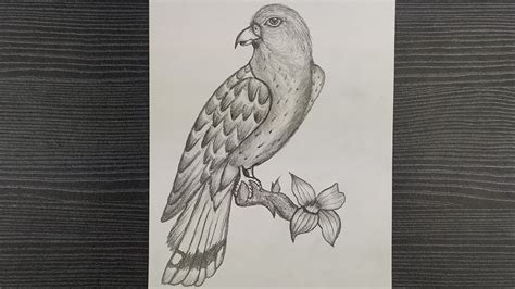 Easy Realistic Bird Drawings