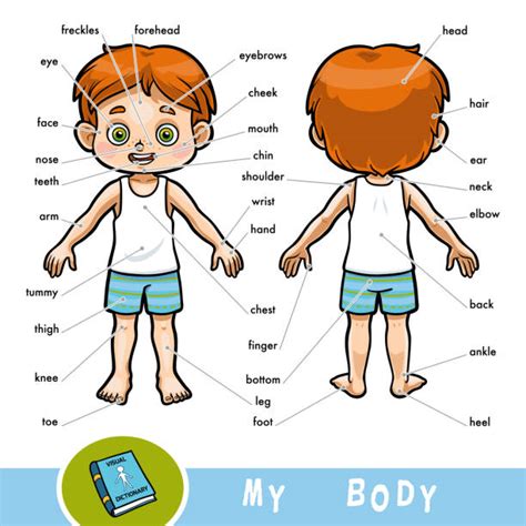 Cartoon Boy Vocabulary Part Of Body Illustrations Royalty Free Vector