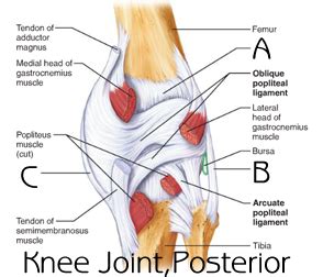 Knee Joint Flashcards Quizlet