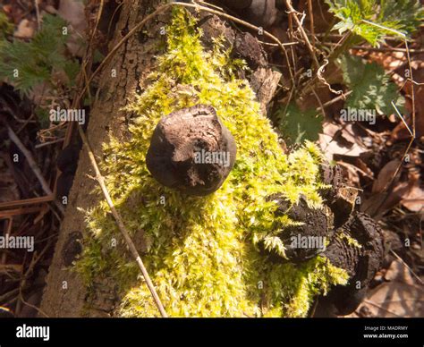 Black Fungi Ball Tree Stump Daldinia Concentrica Bolton Ces De