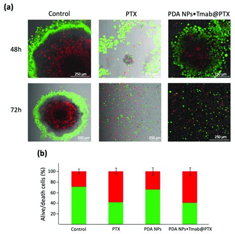 A Clsm Images Of Bt Mcts And H After Treatment With Ptx