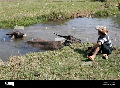 Water Buffalo Myanmar Burma Stock Photo Alamy