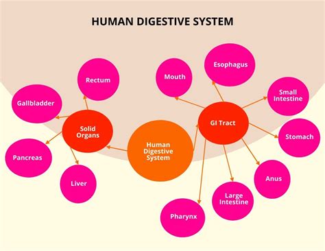 Digestive System Concept Map Template Edrawmax Template Porn Sex Picture