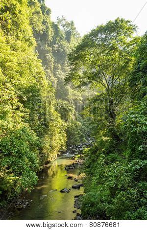 Jungle Forest Image Photo Free Trial Bigstock