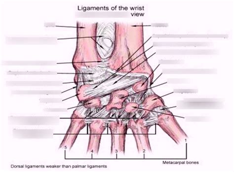 Dorsal Radiocarpal ligament Diagram | Quizlet