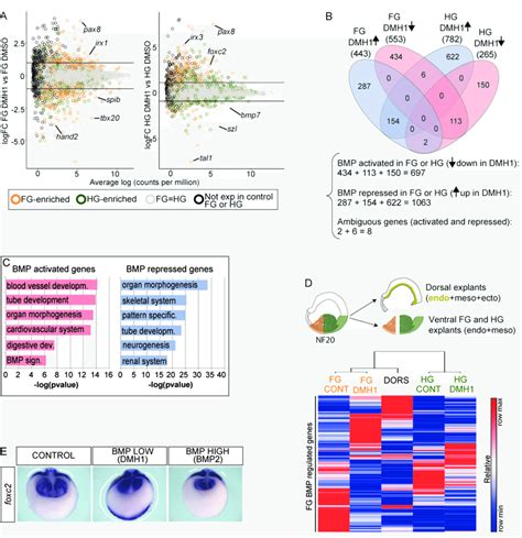 Fig S2 RNA Seq Of DMSO And DMH1 Treated Embryos Identified