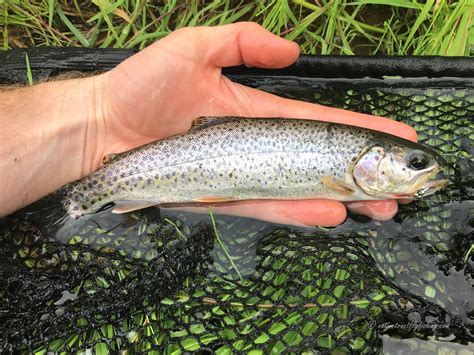 Native Trout Fly Fishing Coastal Cutthroat Trout