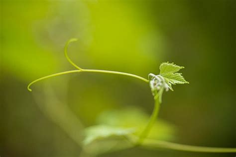 Grape Leaves, Branches of Vine Leaves Graphic by giorgadzephotography ...