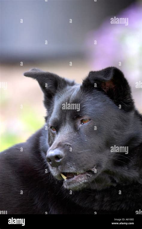 Chow Akita Mixed Breed Dog Stock Photo Alamy