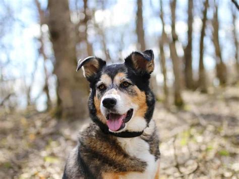 32 Dashing Border Collie Mixes That You Never Knew Existed - The Goody Pet