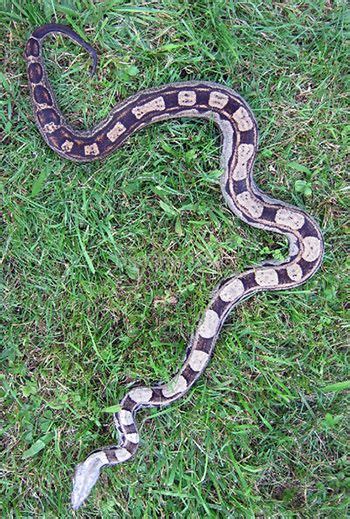 Boa Morphs - descriptions of various Boa Constrictor Morphs | Snake ...