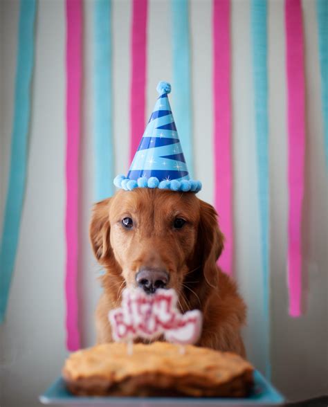 How To Throw The Best Dog Birthday Party A Guide To Paw Some