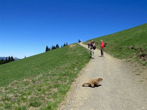 Raven And Chickadee Wildflowers And Wildlife Hurricane Ridge Olympic