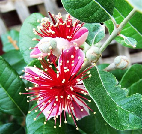 Feijoa Acca Sellowiana Feijoa Beautiful Flowers Plant Identification