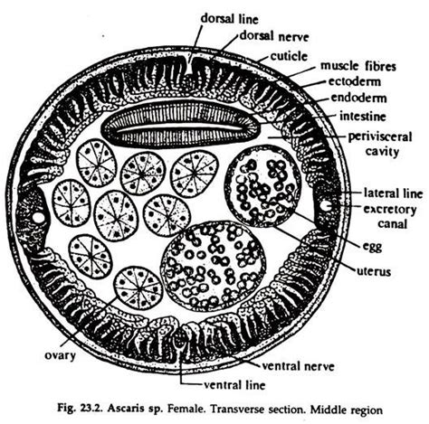 Ascaris Lumbricoides Male And Female Cross Section