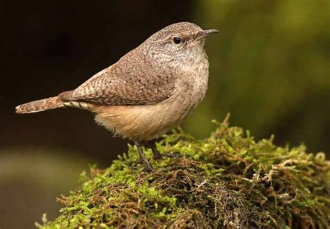 Rock Wren - Facts | Song | Call | Habitat | Tail | Diet | Nest - Bird Baron