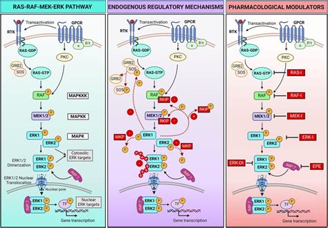 Frontiers Mek Inhibitors A Promising Targeted Therapy For Cardiovascular Disease