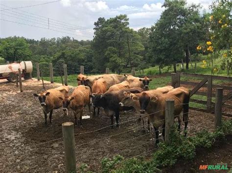 Vendo Vacas E Novilhas De Leite Em Monte Alto Sp Venda Compre