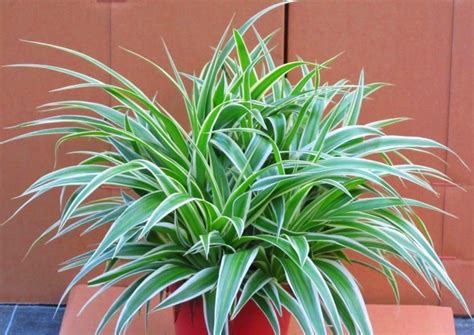 Jenis Tanaman Hias Daun Spider Plant