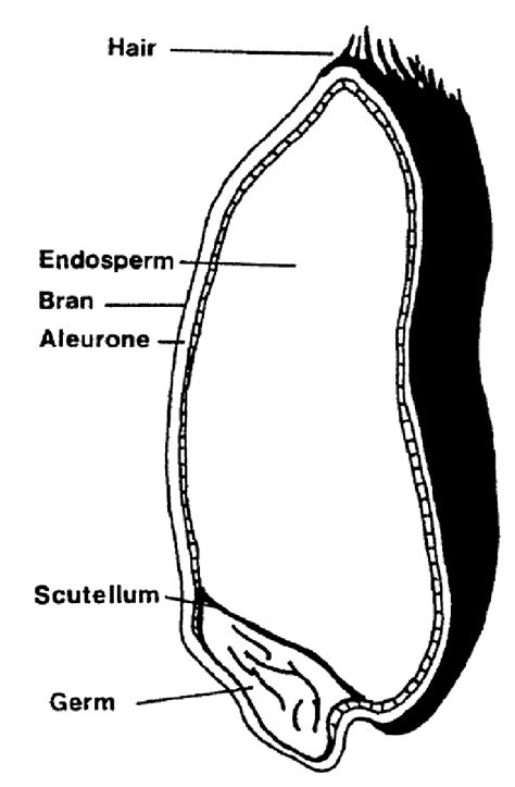1 The Structure And Composition Of Wheat Download Scientific Diagram